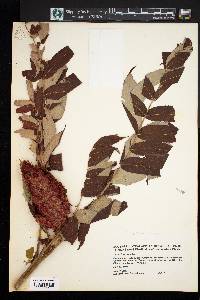 Rhus typhina image