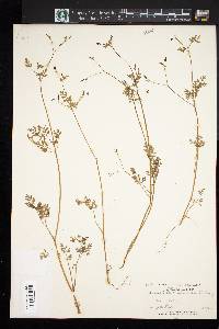 Chaerophyllum procumbens image