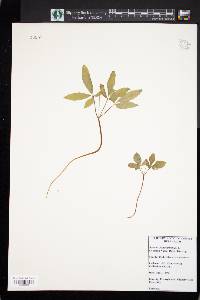 Panax trifolium image