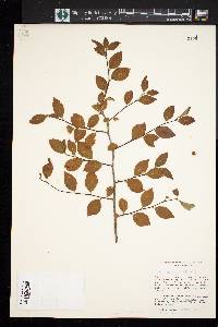 Ilex ambigua image