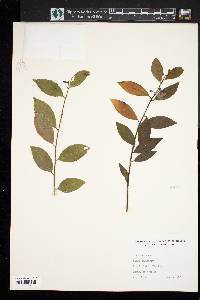 Ilex coriacea image