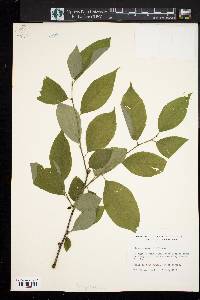 Ilex montana image