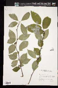 Ilex montana image