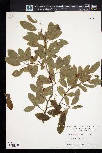 Ilex mucronata image