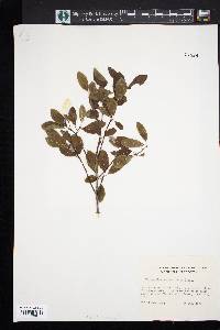 Ilex mucronata image