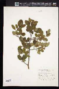 Ilex mucronata image