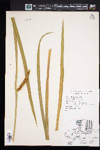 Acorus calamus image