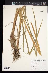 Acorus calamus image