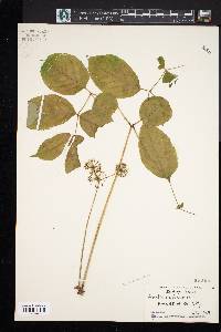 Aralia nudicaulis image