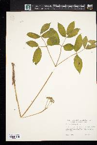 Aralia nudicaulis image