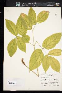 Aralia nudicaulis image