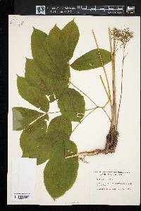 Aralia nudicaulis image