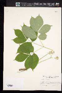 Aralia nudicaulis image