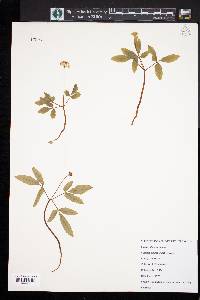 Panax trifolius image