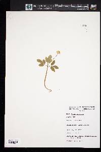 Panax trifolium image