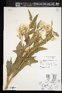 Image Associated With the Occurence