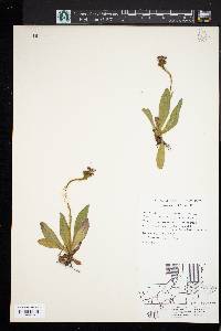 Hieracium aurantiacum image