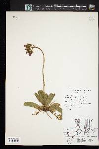 Hieracium aurantiacum image