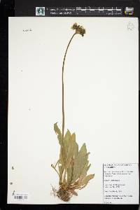 Hieracium caespitosum image