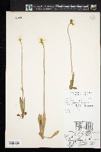 Hieracium caespitosum image