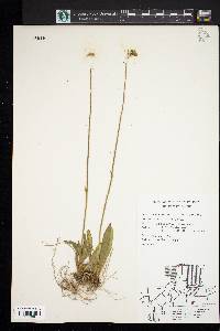 Hieracium caespitosum image