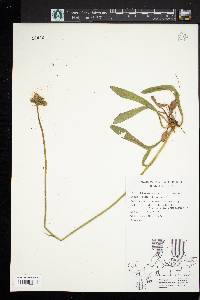 Hieracium caespitosum image