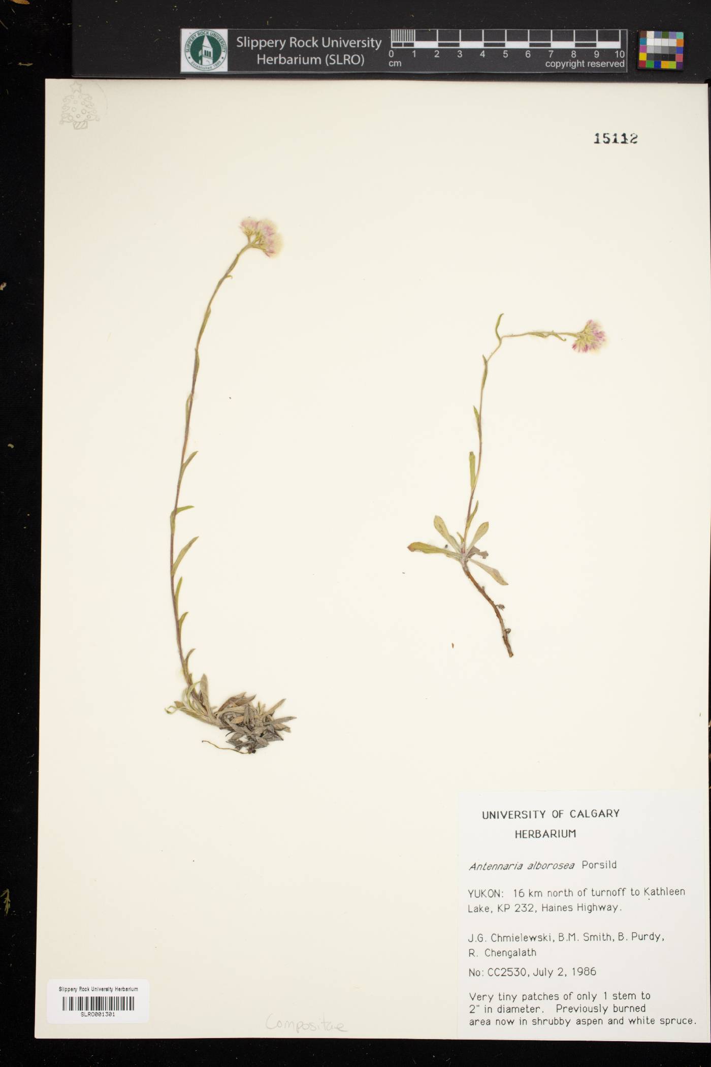Antennaria alborosea image