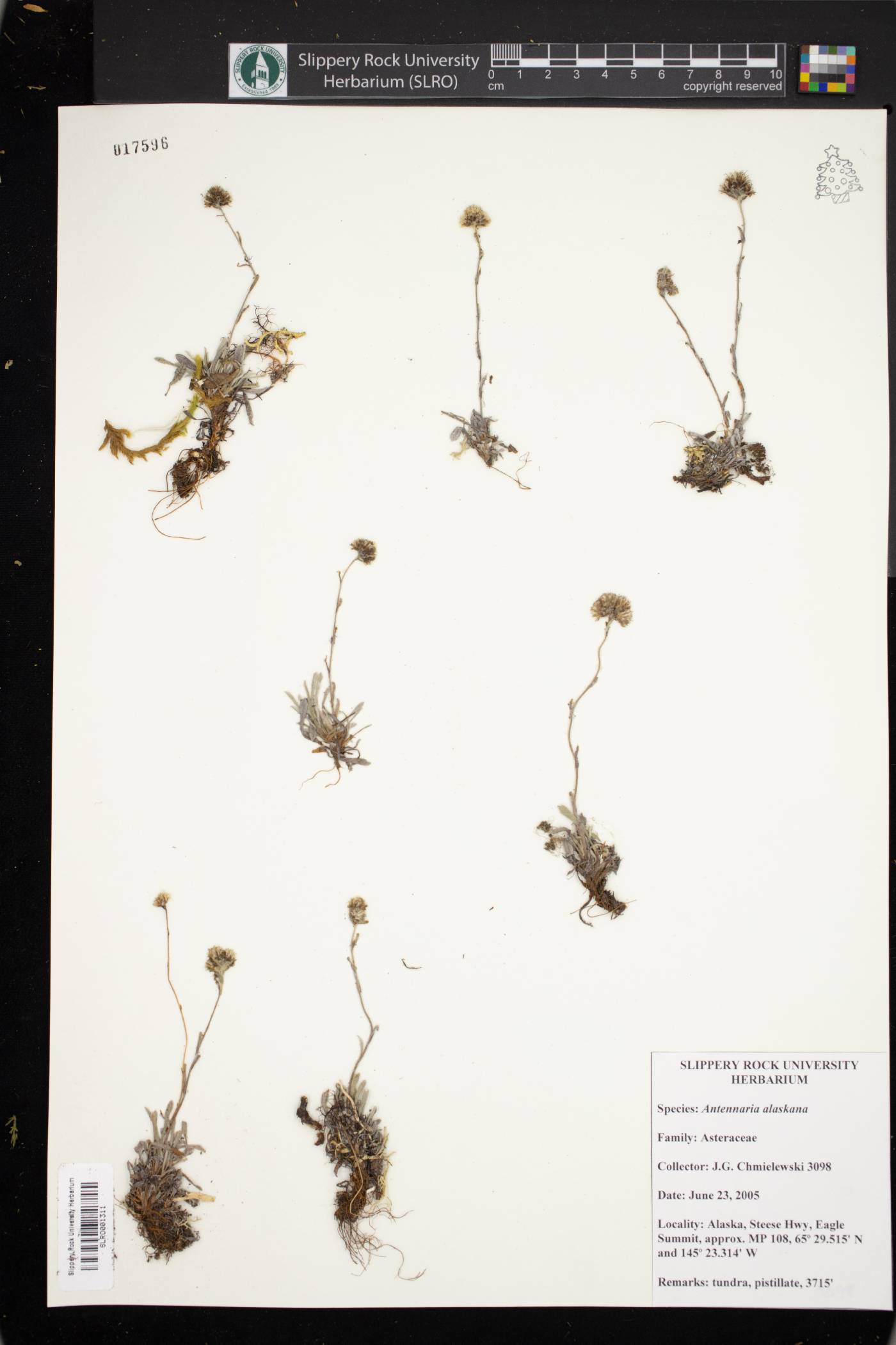 Antennaria alaskana image