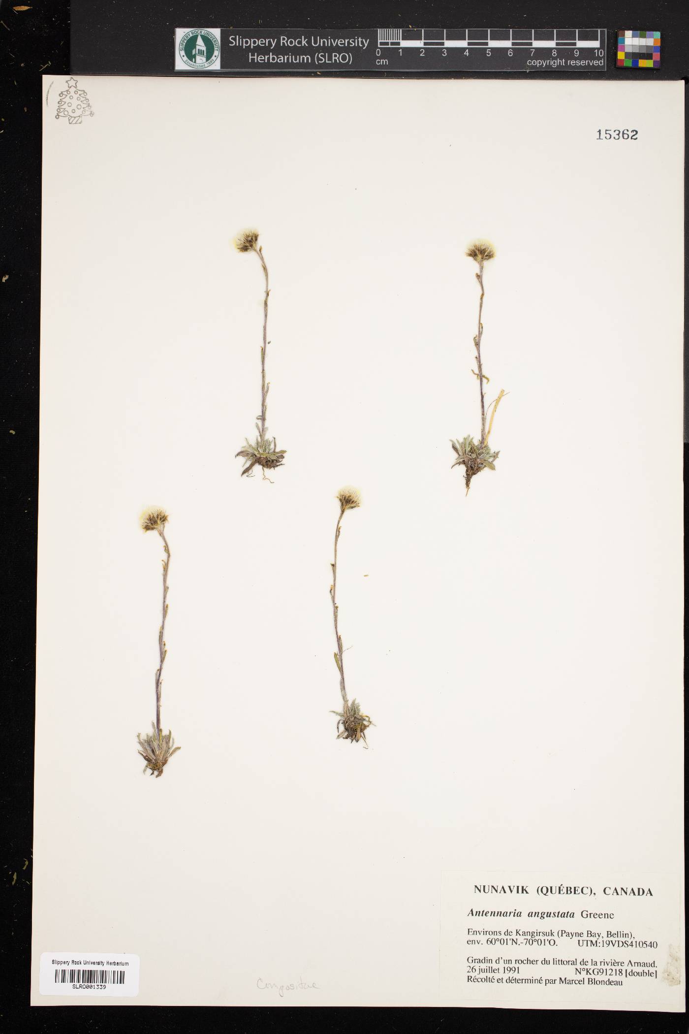 Antennaria angustata image