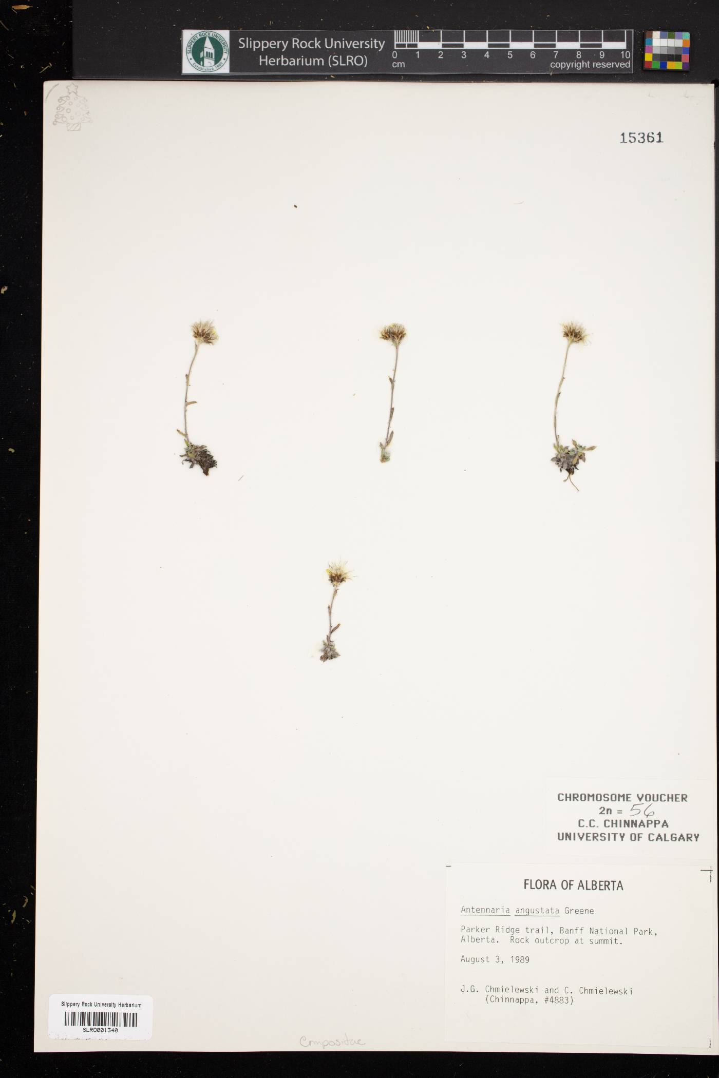 Antennaria angustata image