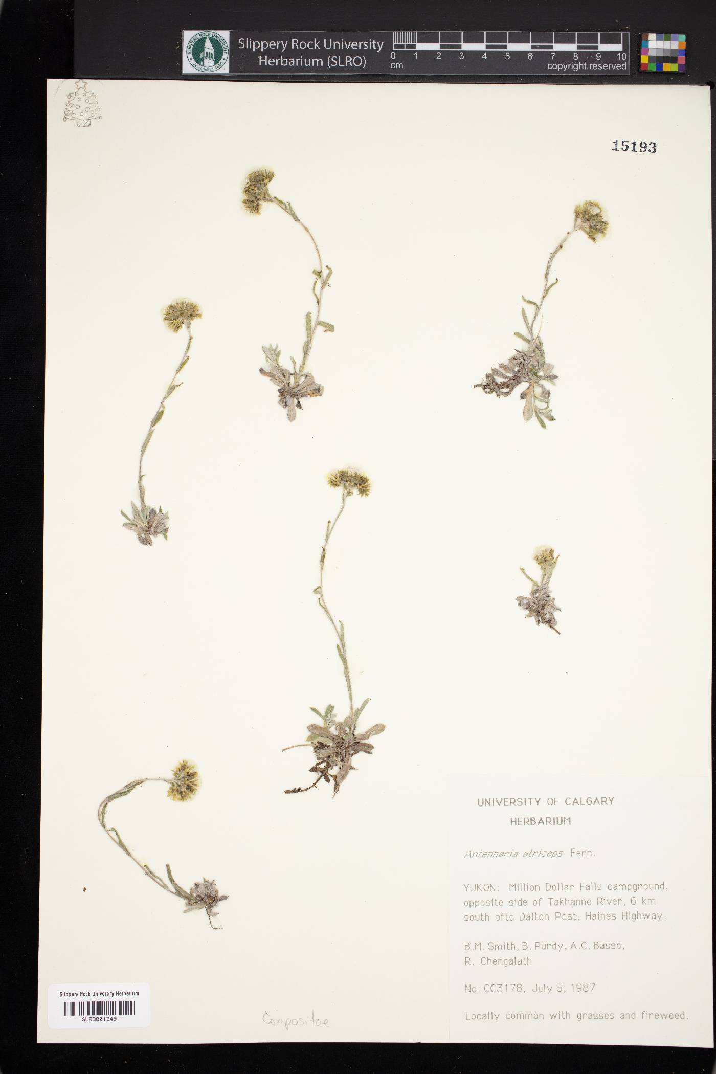Antennaria alpina image