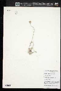 Antennaria densifolia image