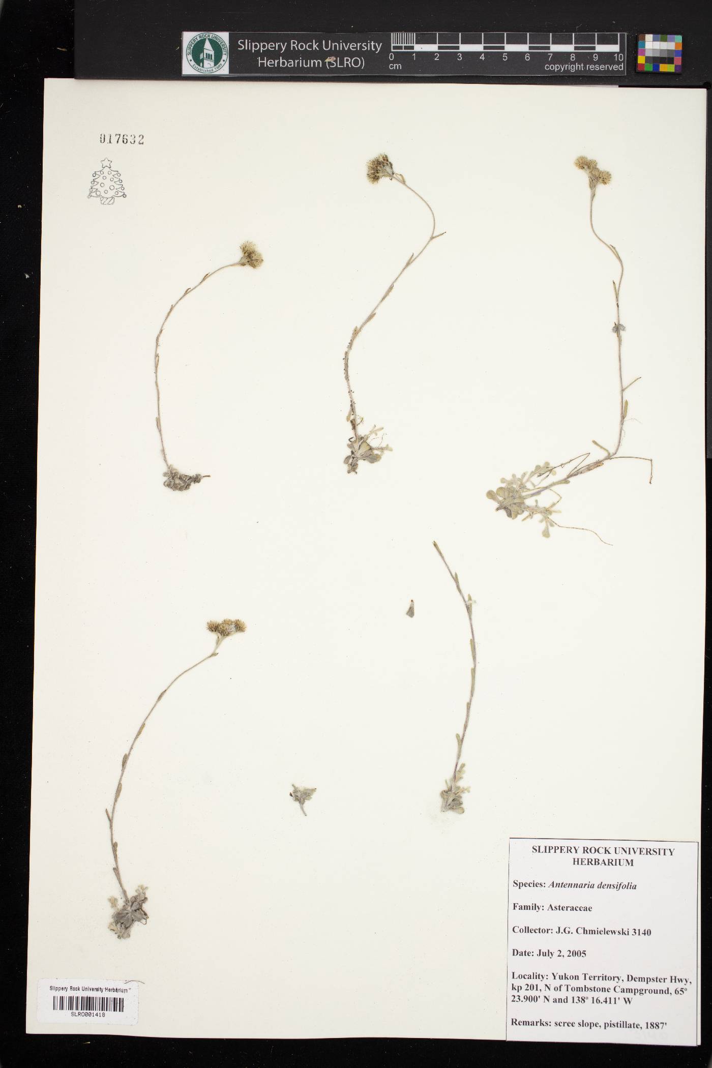Antennaria densifolia image