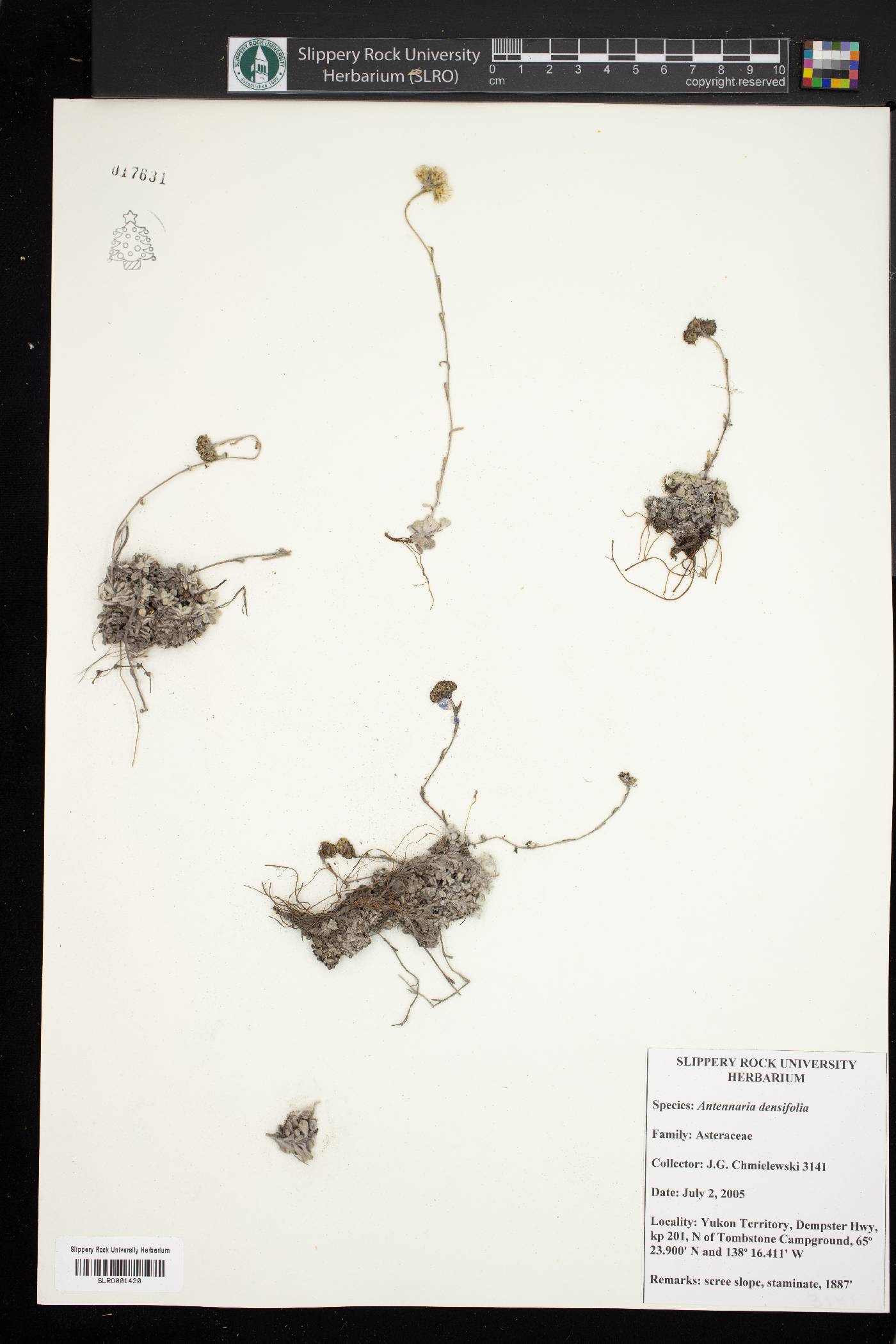 Antennaria densifolia image