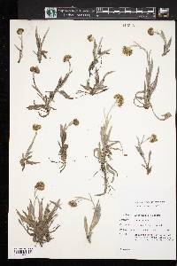 Antennaria eucosma image