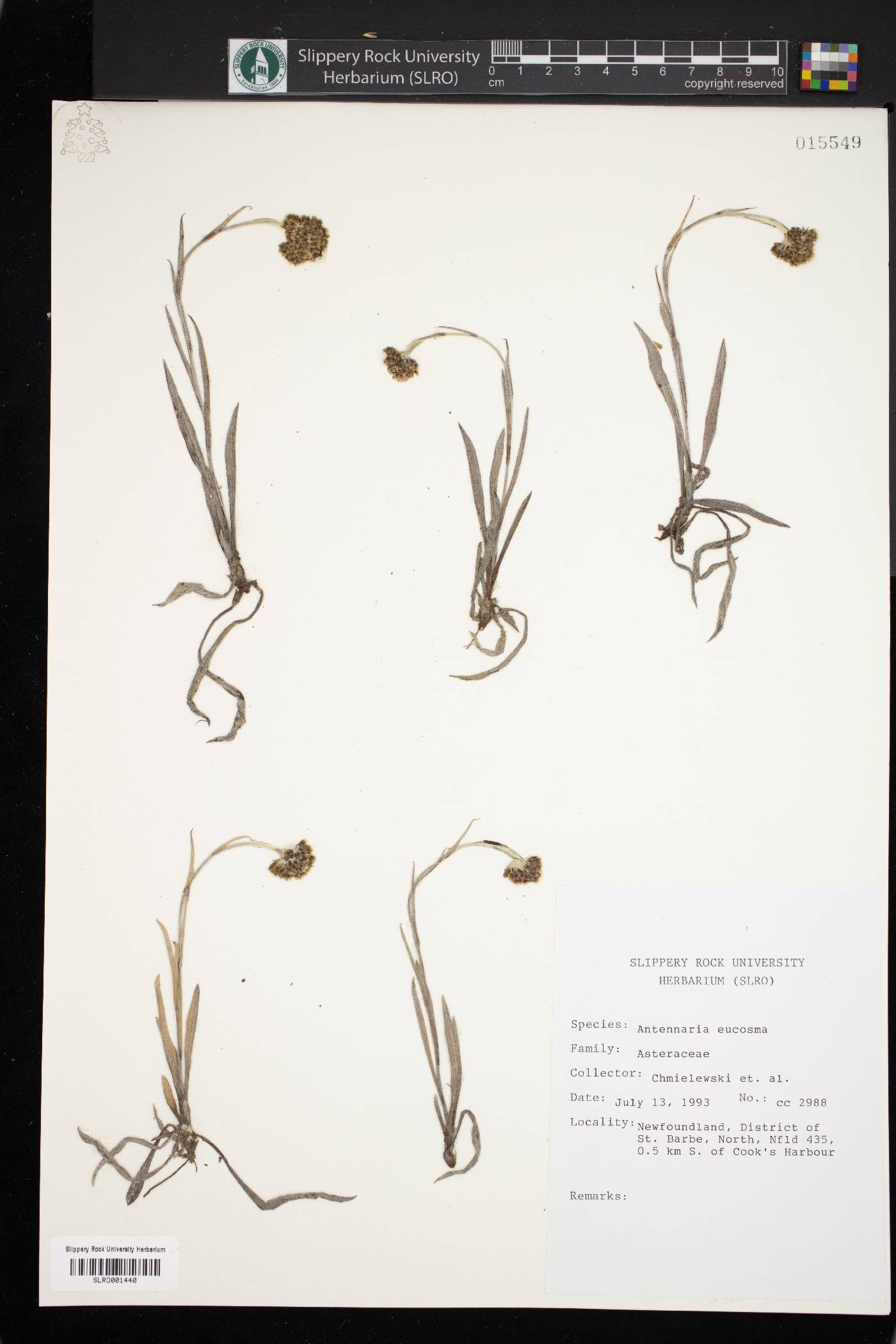 Antennaria eucosma image