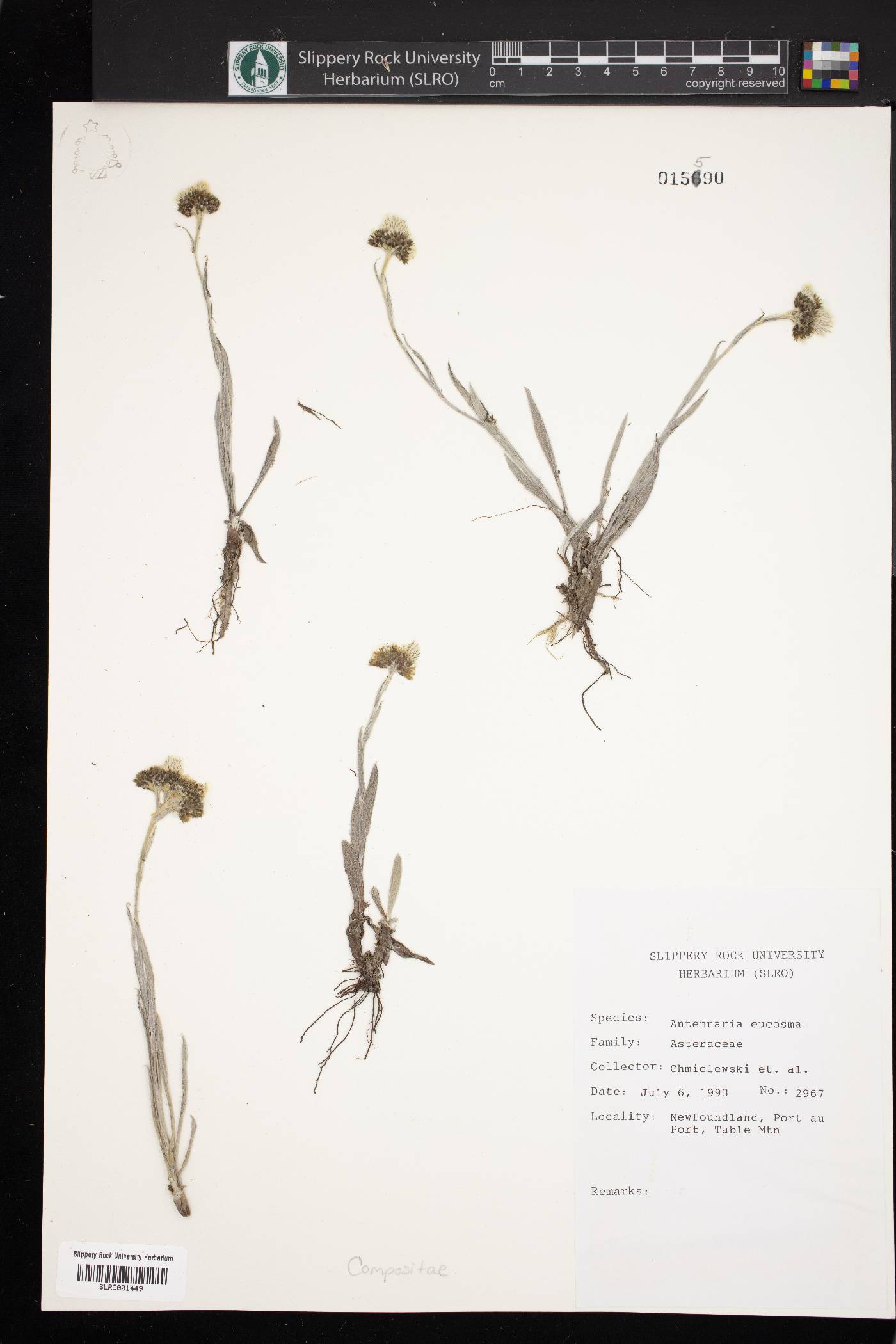 Antennaria eucosma image
