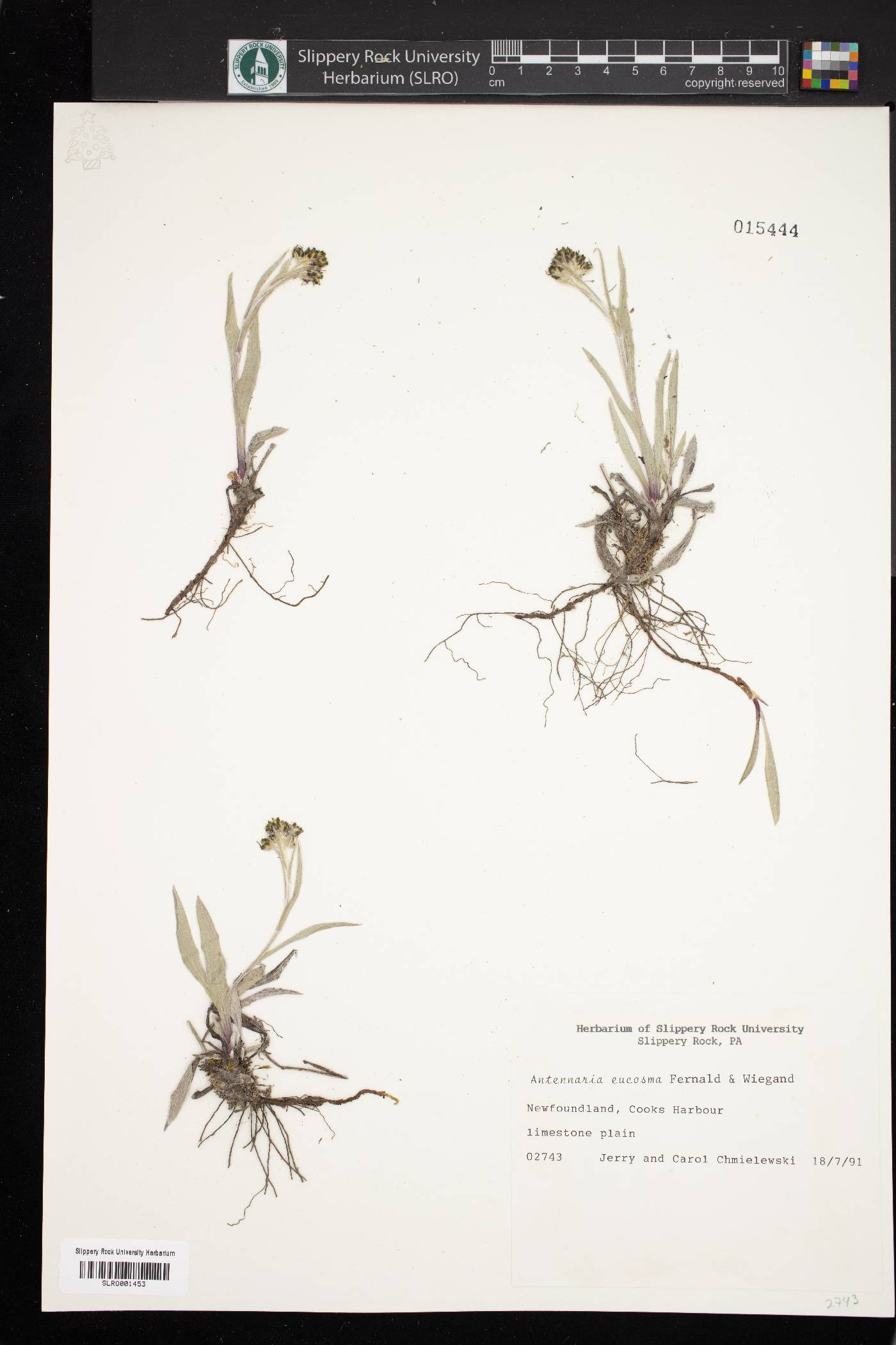 Antennaria eucosma image