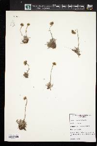 Image of Antennaria friesiana