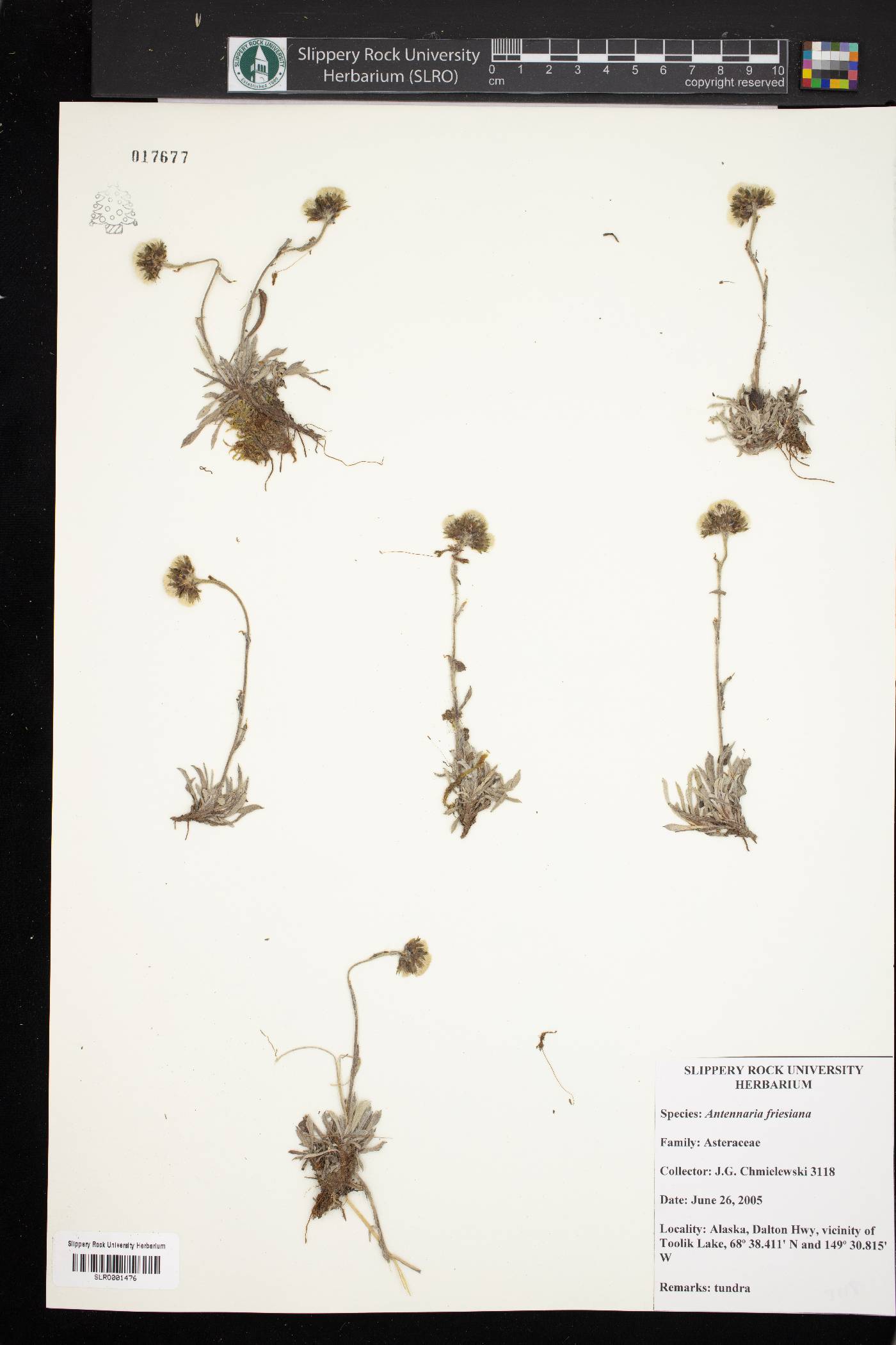 Antennaria friesiana image