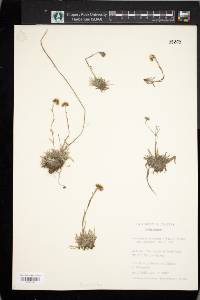 Antennaria friesiana image