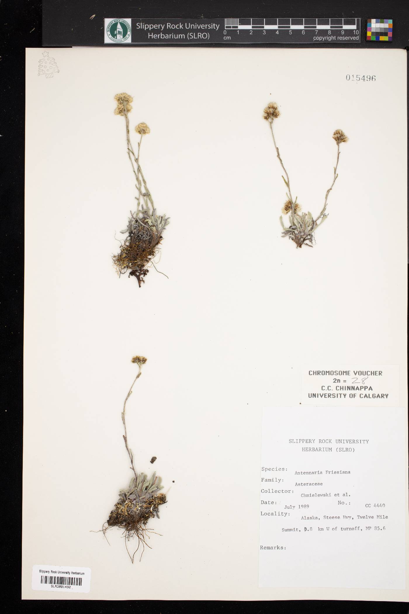 Antennaria friesiana image