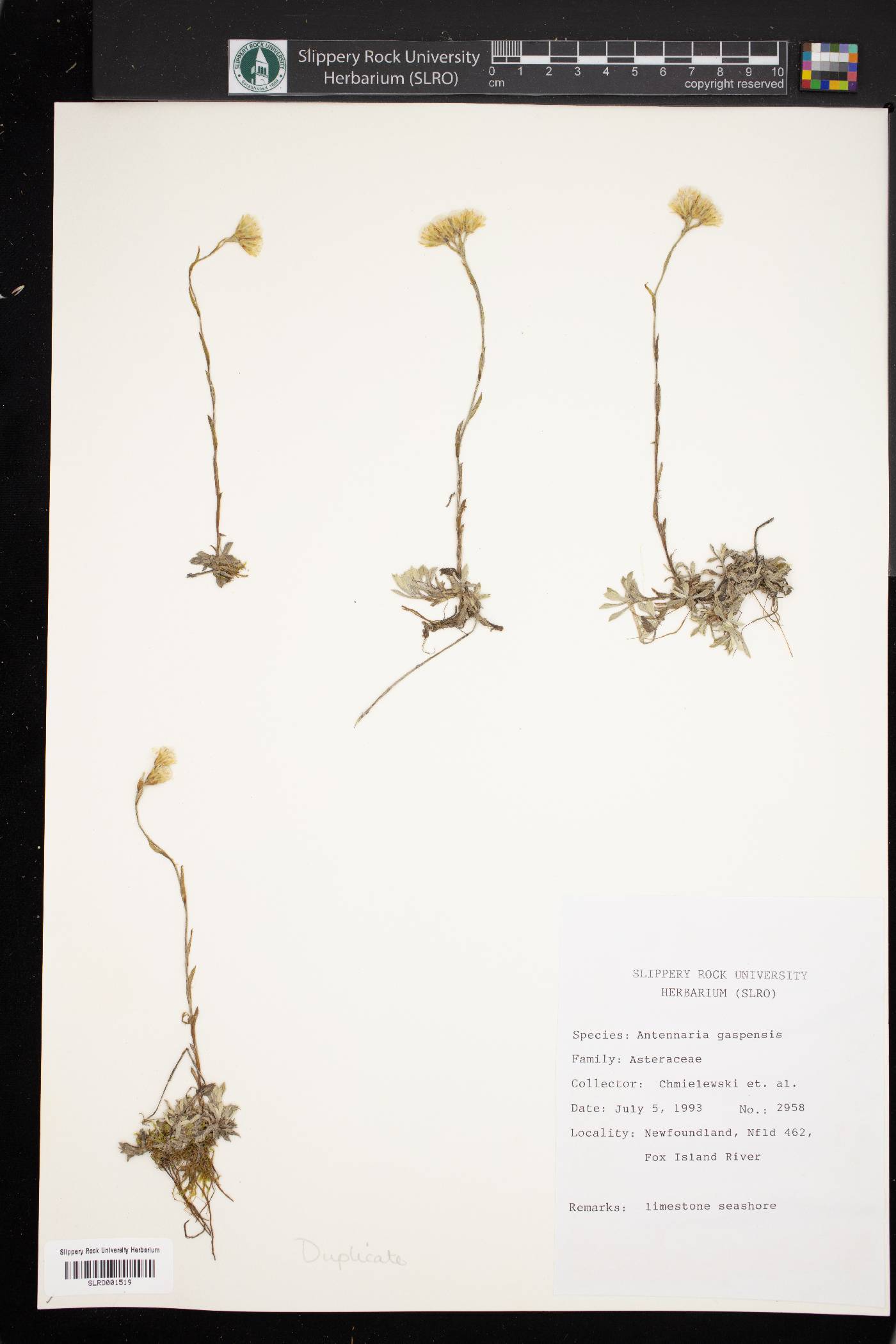 Antennaria rosea subsp. pulvinata image