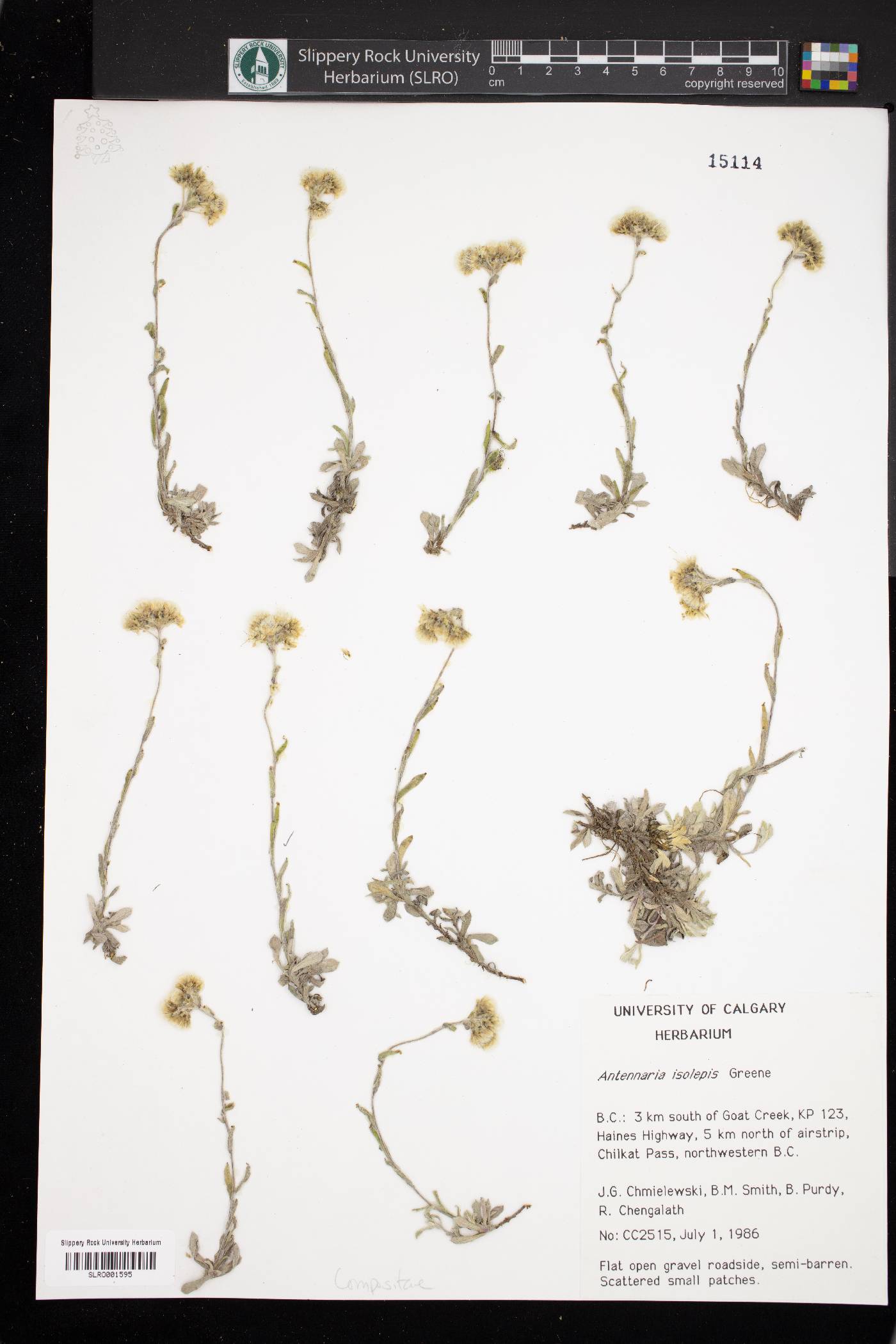 Antennaria rosea subsp. pulvinata image