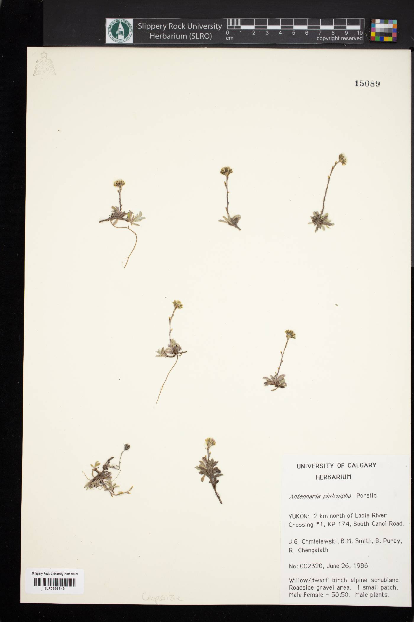 Antennaria philonipha image