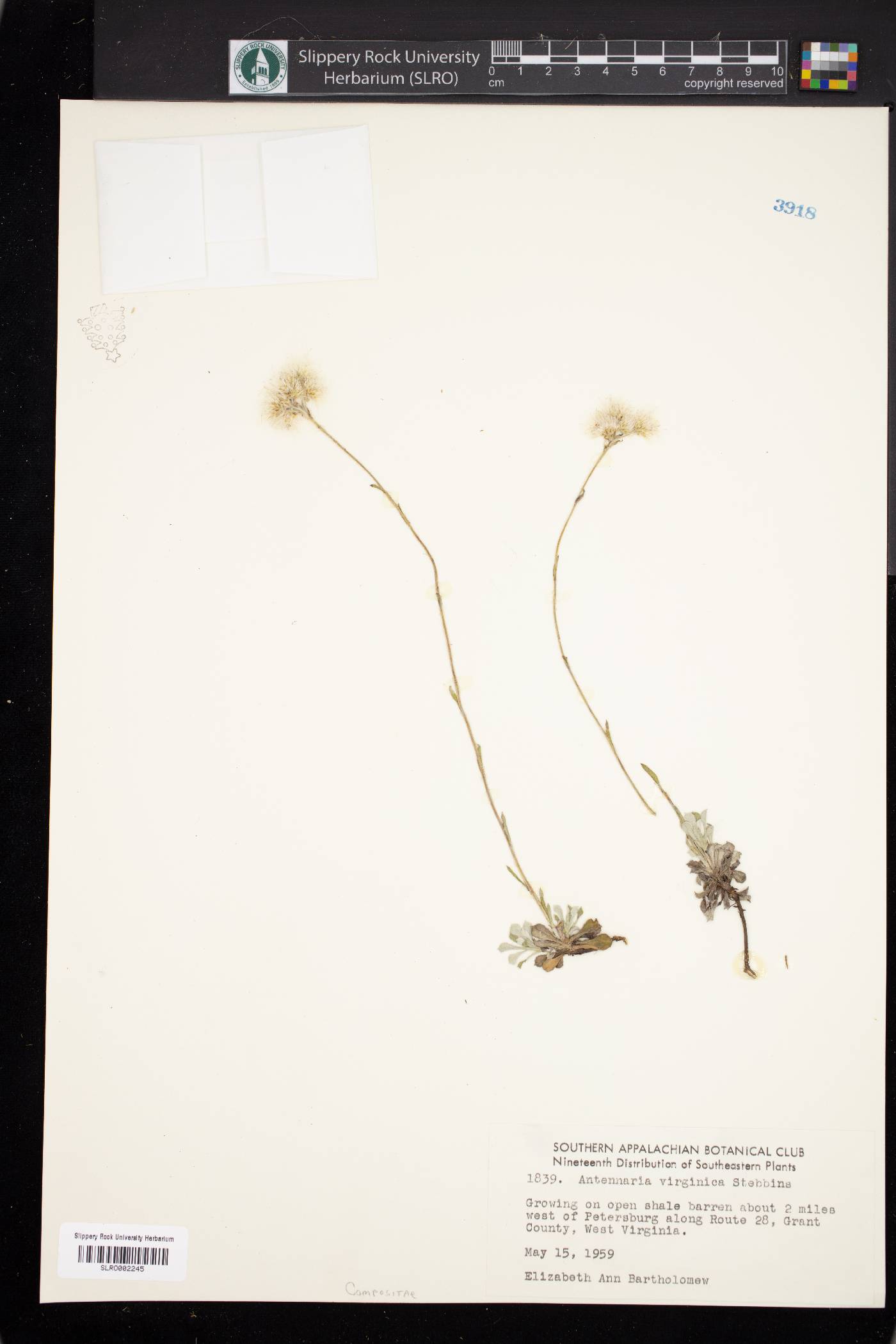Antennaria virginica image