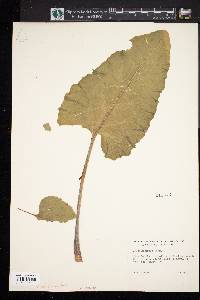 Arctium minus image