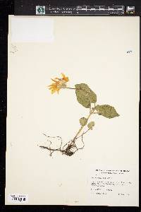 Arnica cordifolia image