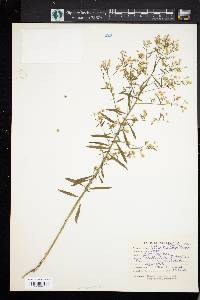 Aster parviceps image