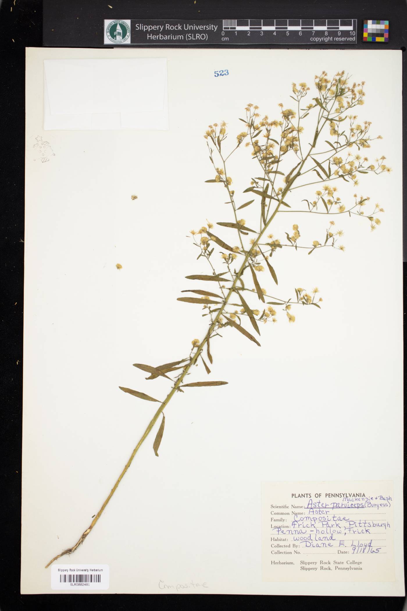 Aster parviceps image